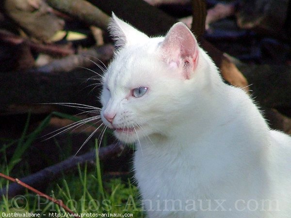 Photo de Chat domestique