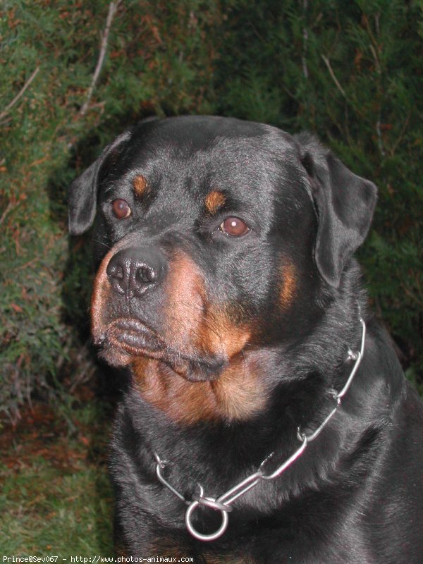 Photo de Rottweiler