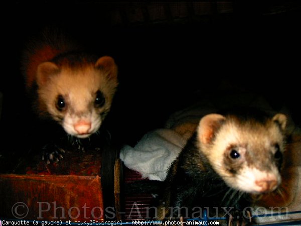 Photo de Furet