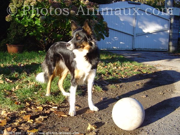 Photo de Border collie