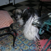 Photo de Shih tzu