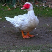 Photo de Canard