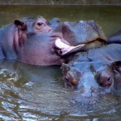 Photo de Hippopotame