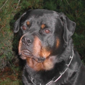 Photo de Rottweiler