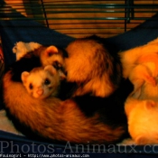 Photo de Furet