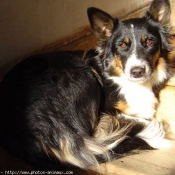 Photo de Border collie