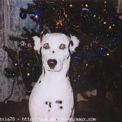 Photo de Dalmatien