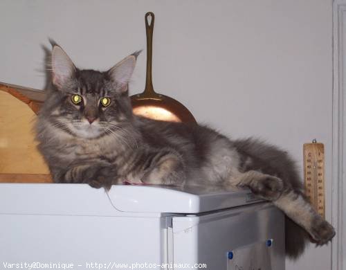 Photo de Maine coon