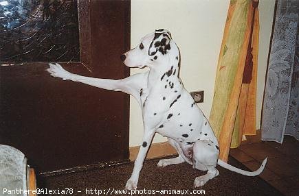 Photo de Dalmatien