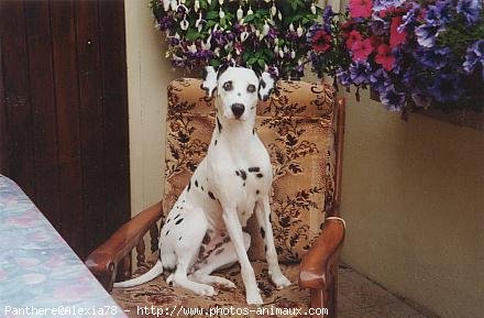 Photo de Dalmatien