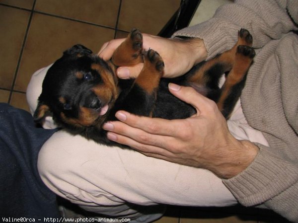 Photo de Rottweiler