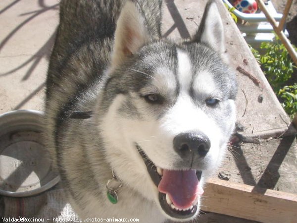 Photo de Husky siberien