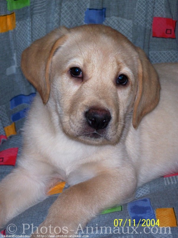 Photo de Labrador retriever