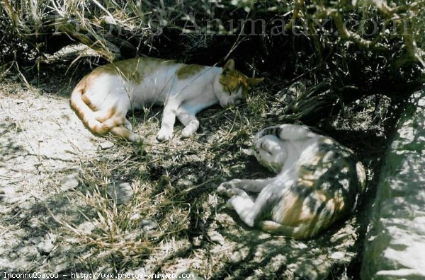 Photo de Chat domestique