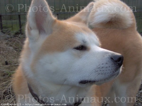 Photo d'Akita inu