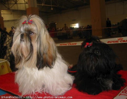 Photo de Shih tzu