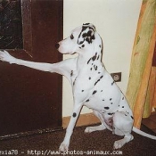 Photo de Dalmatien