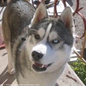 Photo de Husky siberien