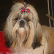 Photo de Shih tzu