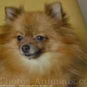 Photo de Spitz moyen