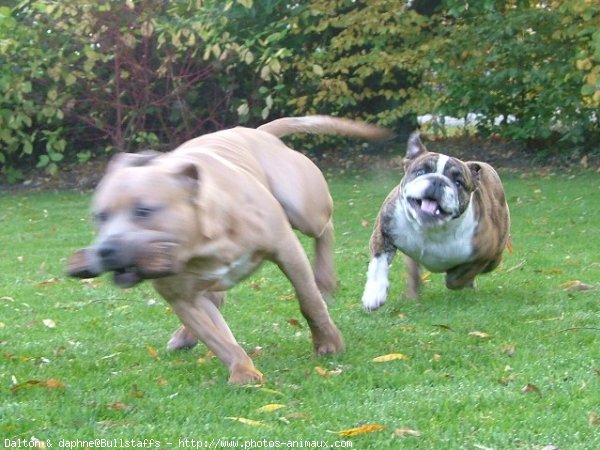 Photo d'American staffordshire terrier