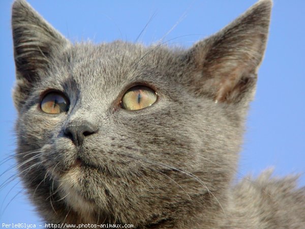 Photo de Chat domestique