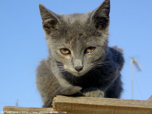 Photo de Chat domestique