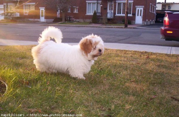 Photo de Lhassa apso