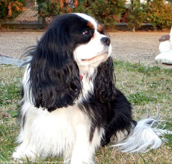 Photo de Cavalier king charles spaniel