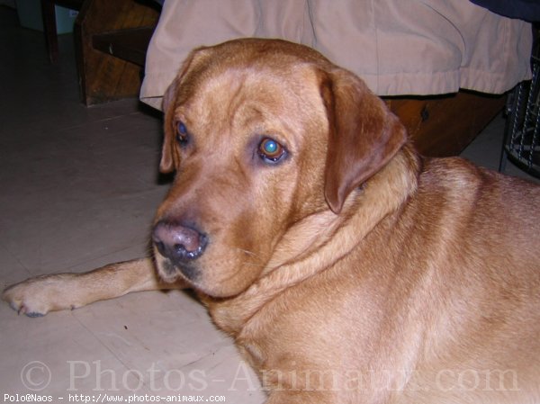 Photo de Labrador retriever