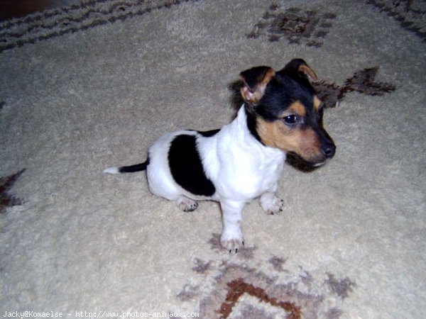 Photo de Parson russell terrier