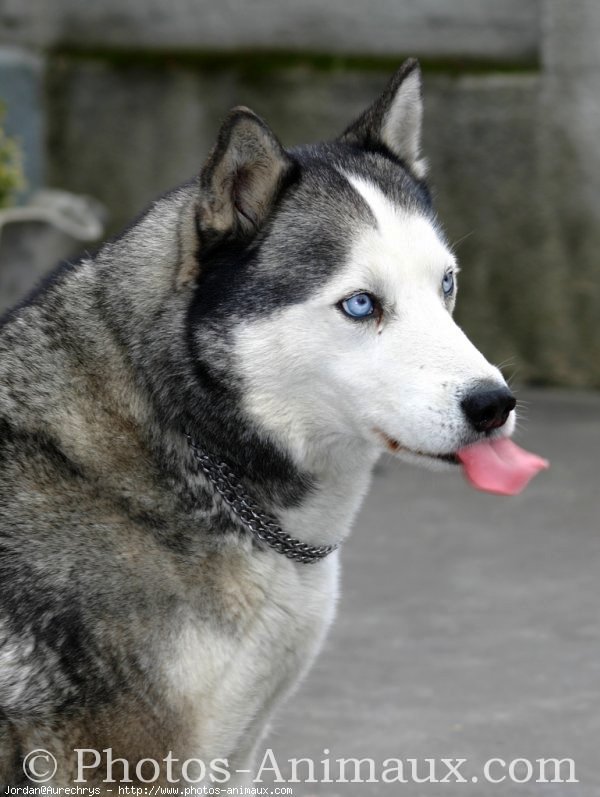 Photo de Husky siberien