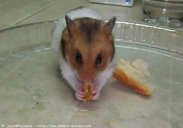 Photo de Hamster