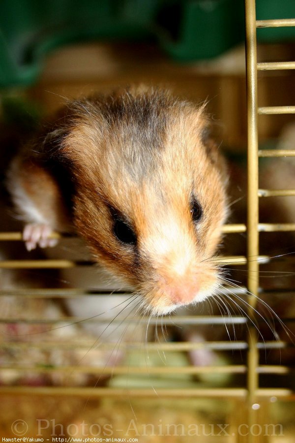 Photo de Hamster