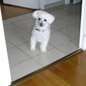 Photo de Bichon  poil fris