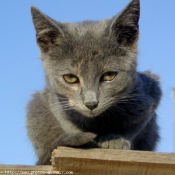 Photo de Chat domestique