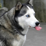 Photo de Husky siberien