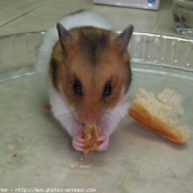 Photo de Hamster