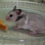 Photo de Hamster