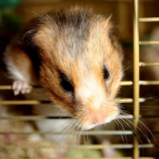 Photo de Hamster