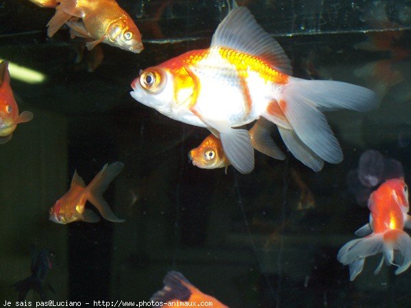 Photo de Poissons rouges