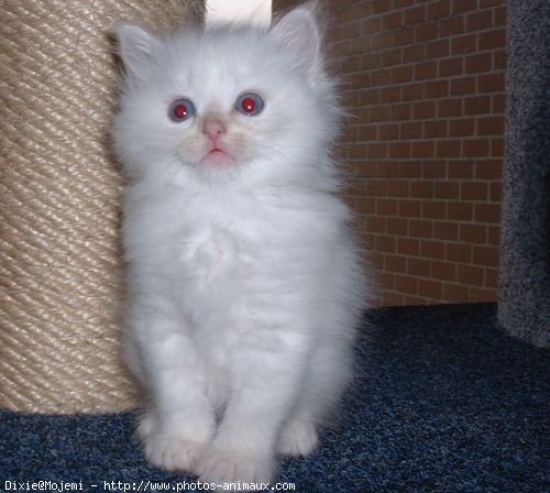 Photo de Ragdoll