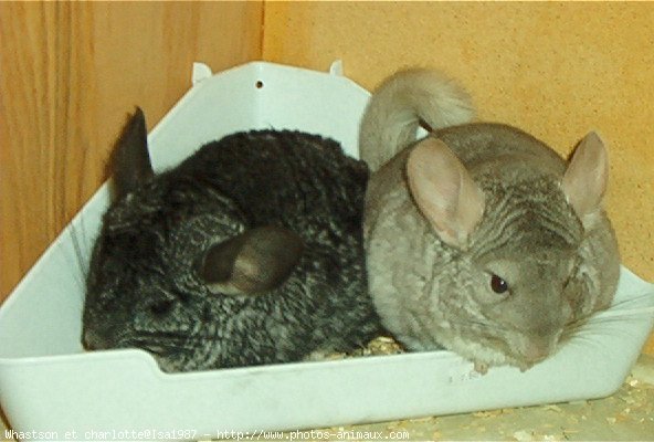 Photo de Chinchilla