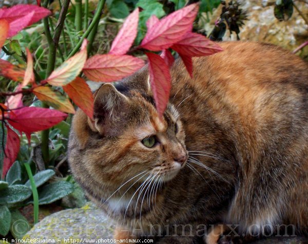 Photo de Chat domestique