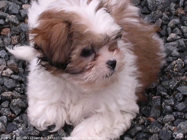 Photo de Shih tzu