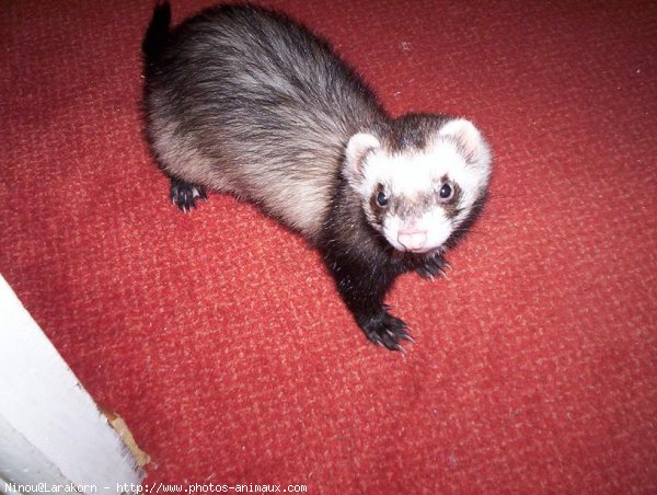 Photo de Furet