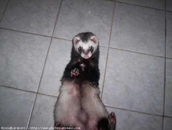 Photo de Furet