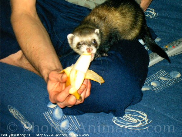 Photo de Furet