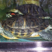 Photo de Tortue