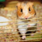 Photo de Hamster